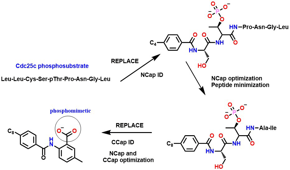 REPLACE scheme for the Cdc25c phosphosubstrate, from N-cap identification through N-cap and C-cap optimization and peptide minimization