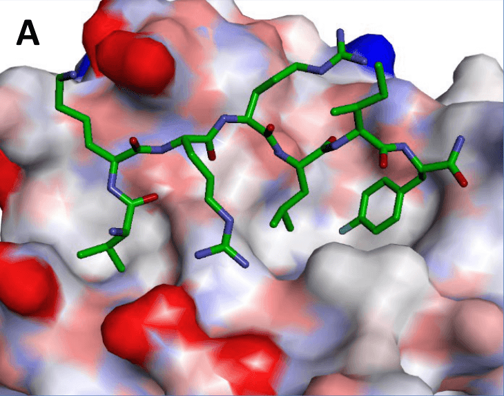 Panel A. Peptidic ligand bound at a protein-protein interface
